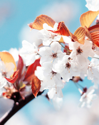 Cherry Flowers - Obrázkek zdarma pro 240x320