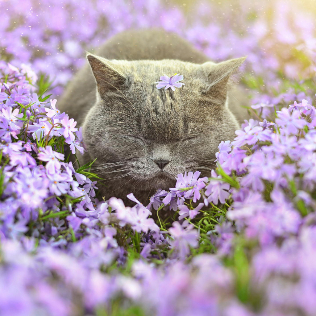 Обои Sleepy Grey Cat Among Purple Flowers 1024x1024