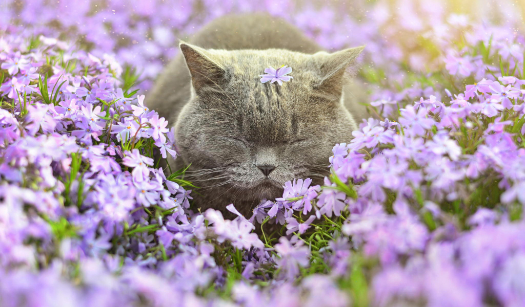 Sleepy Grey Cat Among Purple Flowers screenshot #1 1024x600