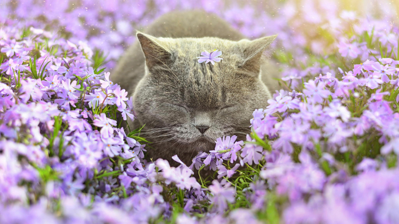 Fondo de pantalla Sleepy Grey Cat Among Purple Flowers 1280x720