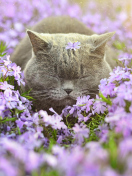 Sleepy Grey Cat Among Purple Flowers wallpaper 132x176