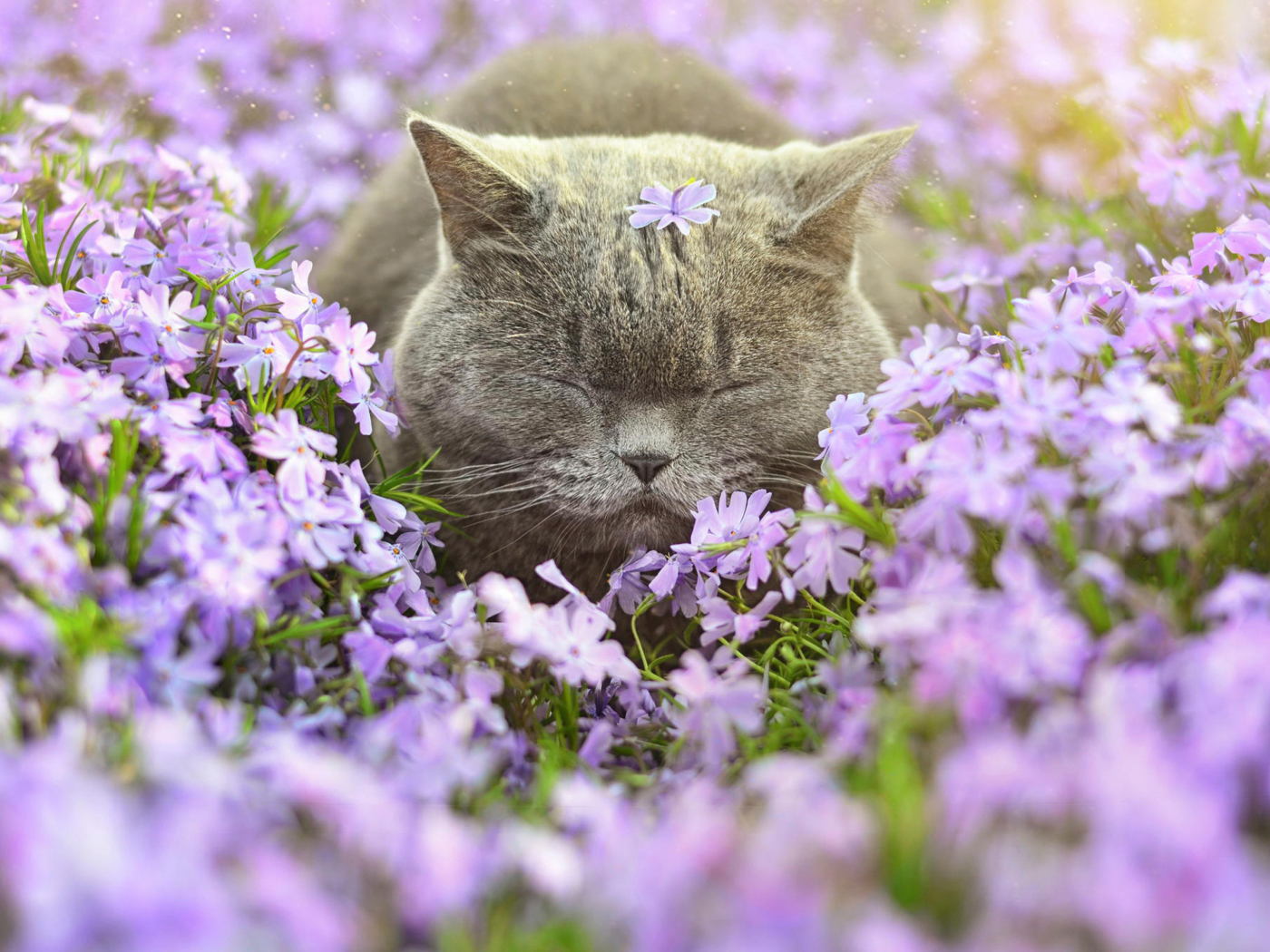Das Sleepy Grey Cat Among Purple Flowers Wallpaper 1400x1050