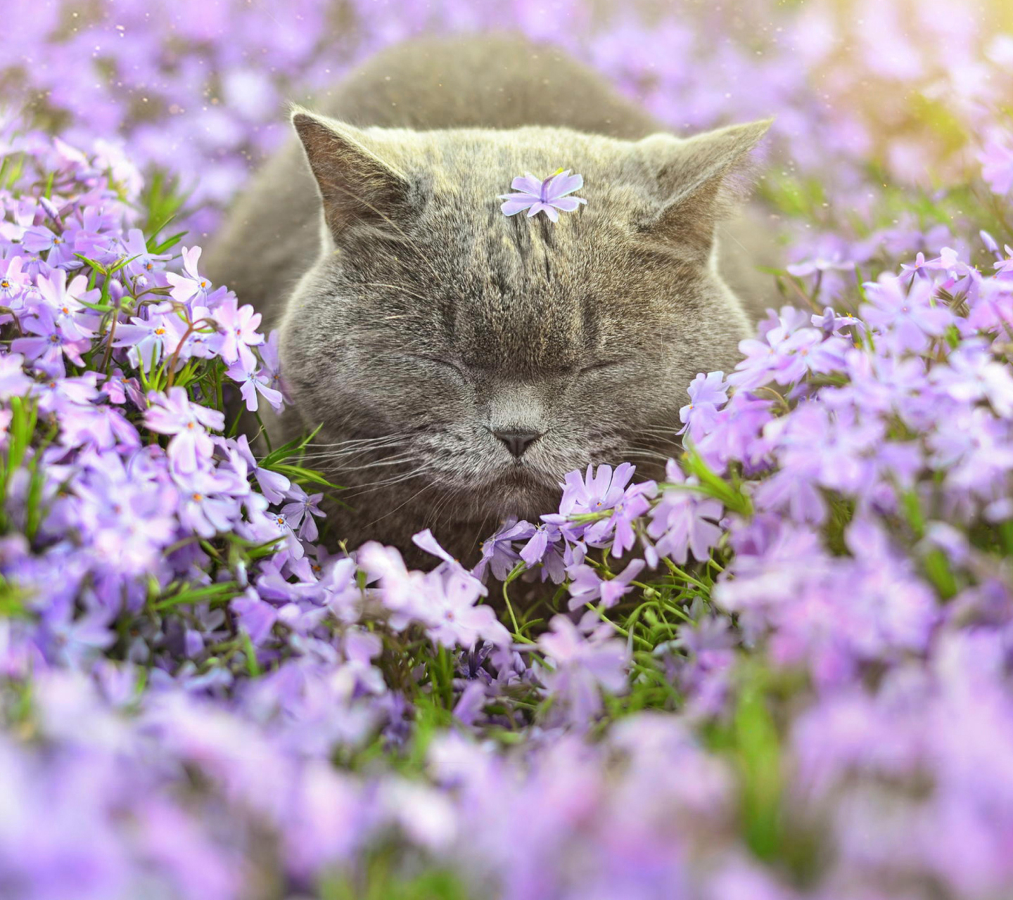 Обои Sleepy Grey Cat Among Purple Flowers 1440x1280