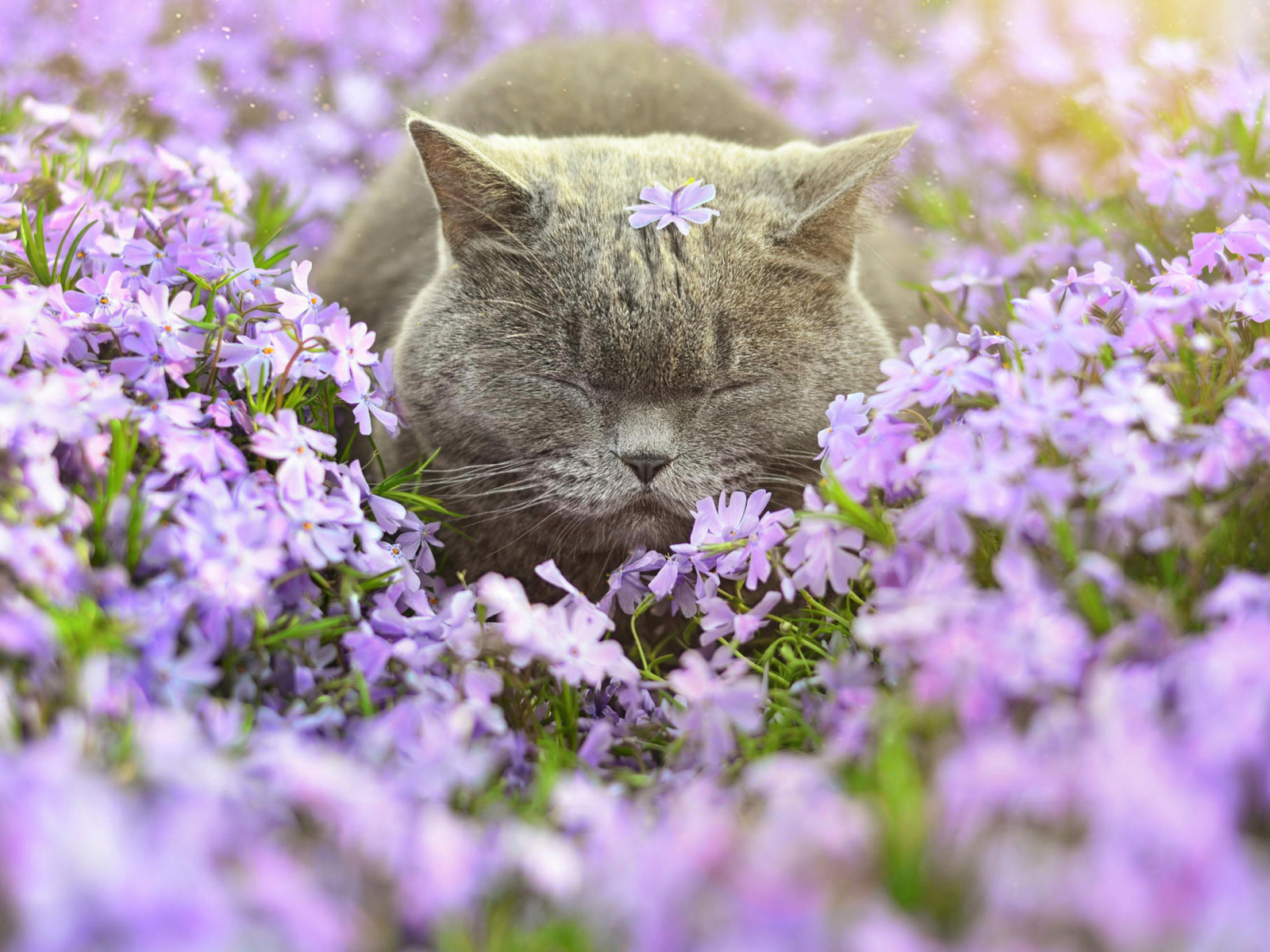 Sleepy Grey Cat Among Purple Flowers wallpaper 1600x1200