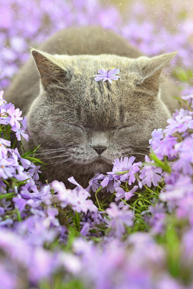 Обои Sleepy Grey Cat Among Purple Flowers 640x960