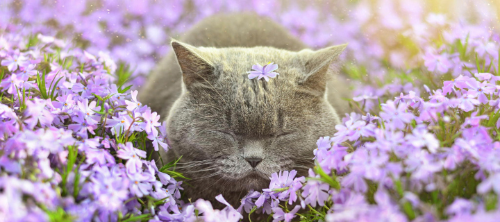 Sfondi Sleepy Grey Cat Among Purple Flowers 720x320