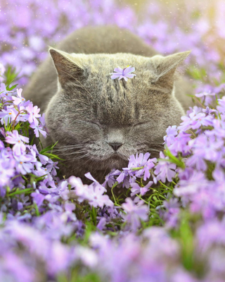 Kostenloses Sleepy Grey Cat Among Purple Flowers Wallpaper für Nokia Asha 306