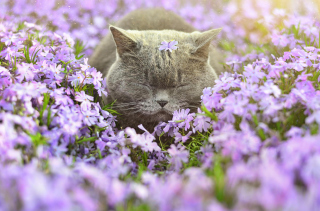 Sleepy Grey Cat Among Purple Flowers Wallpaper for Android, iPhone and iPad