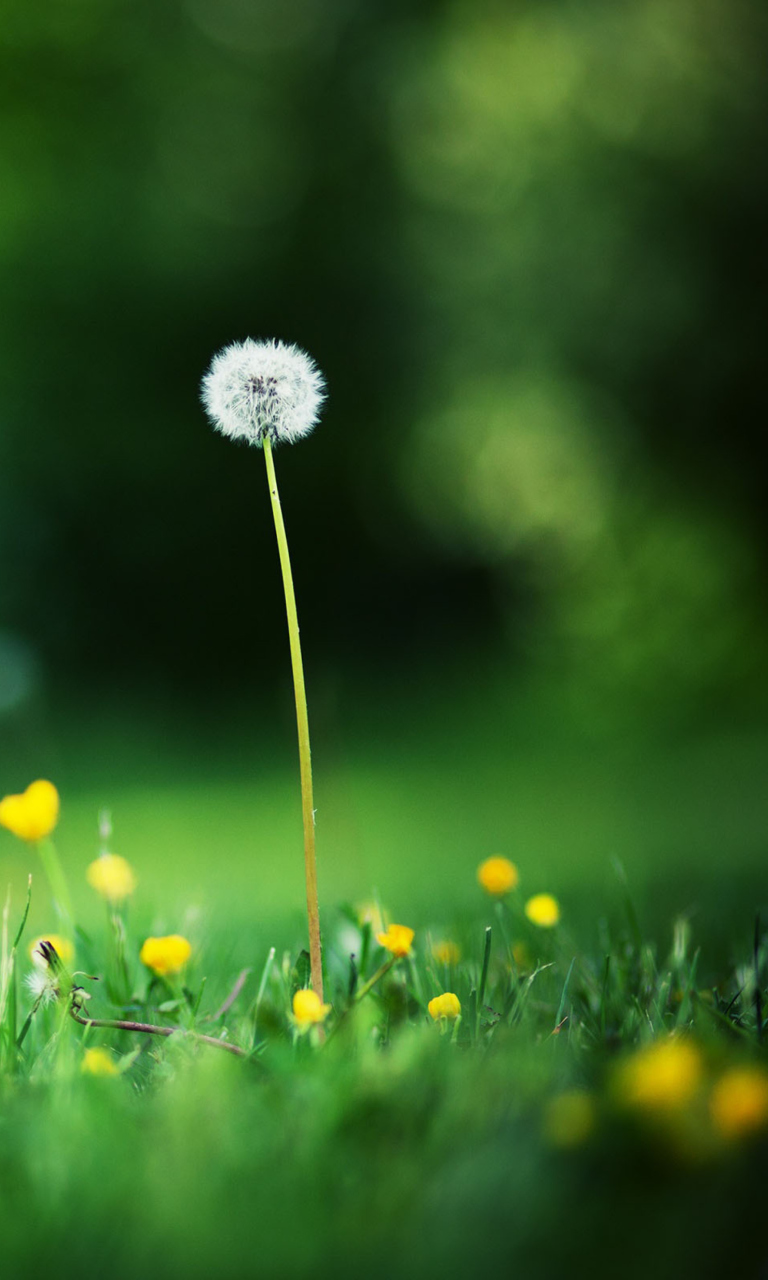 Lonely Blowball wallpaper 768x1280