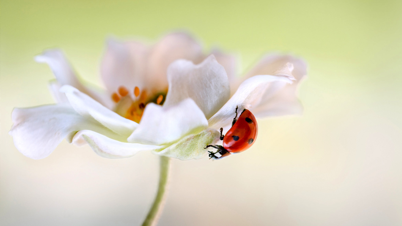 Das Lady beetle on White Flower Wallpaper 1366x768