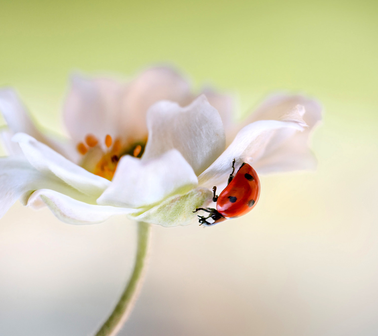 Обои Lady beetle on White Flower 1440x1280