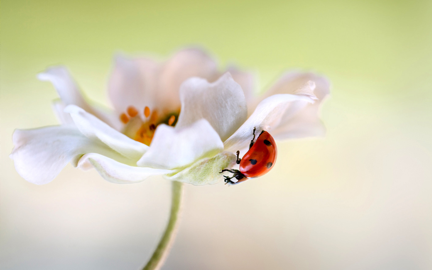 Sfondi Lady beetle on White Flower 1440x900