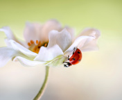 Screenshot №1 pro téma Lady beetle on White Flower 176x144
