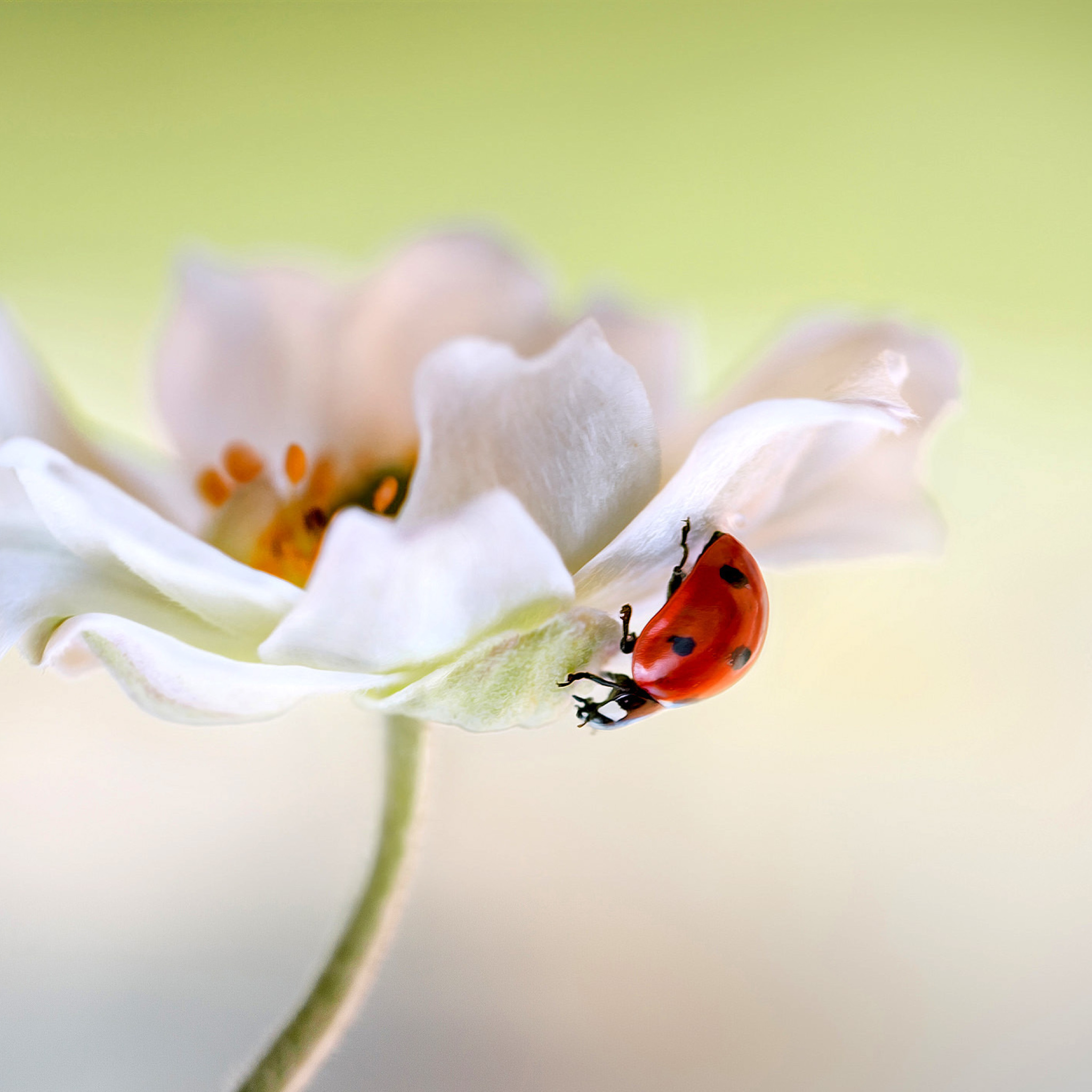 Обои Lady beetle on White Flower 2048x2048