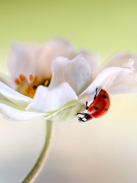 Обои Lady beetle on White Flower 480x640