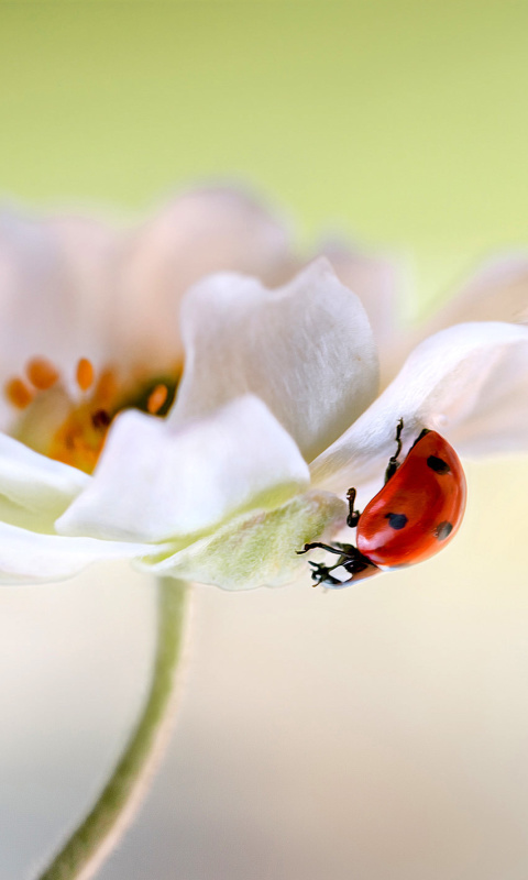 Обои Lady beetle on White Flower 480x800