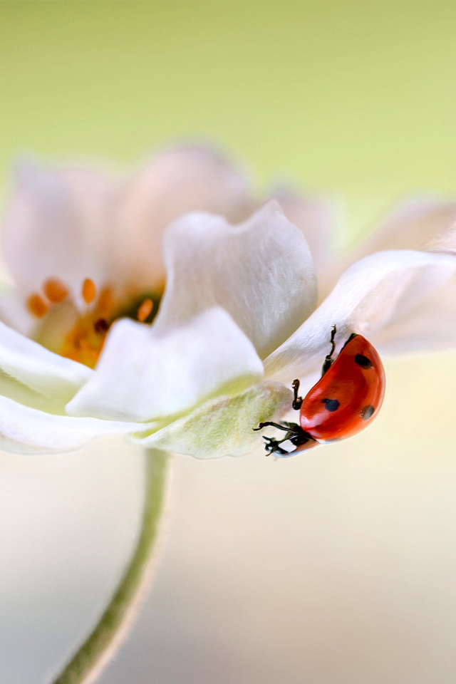 Das Lady beetle on White Flower Wallpaper 640x960