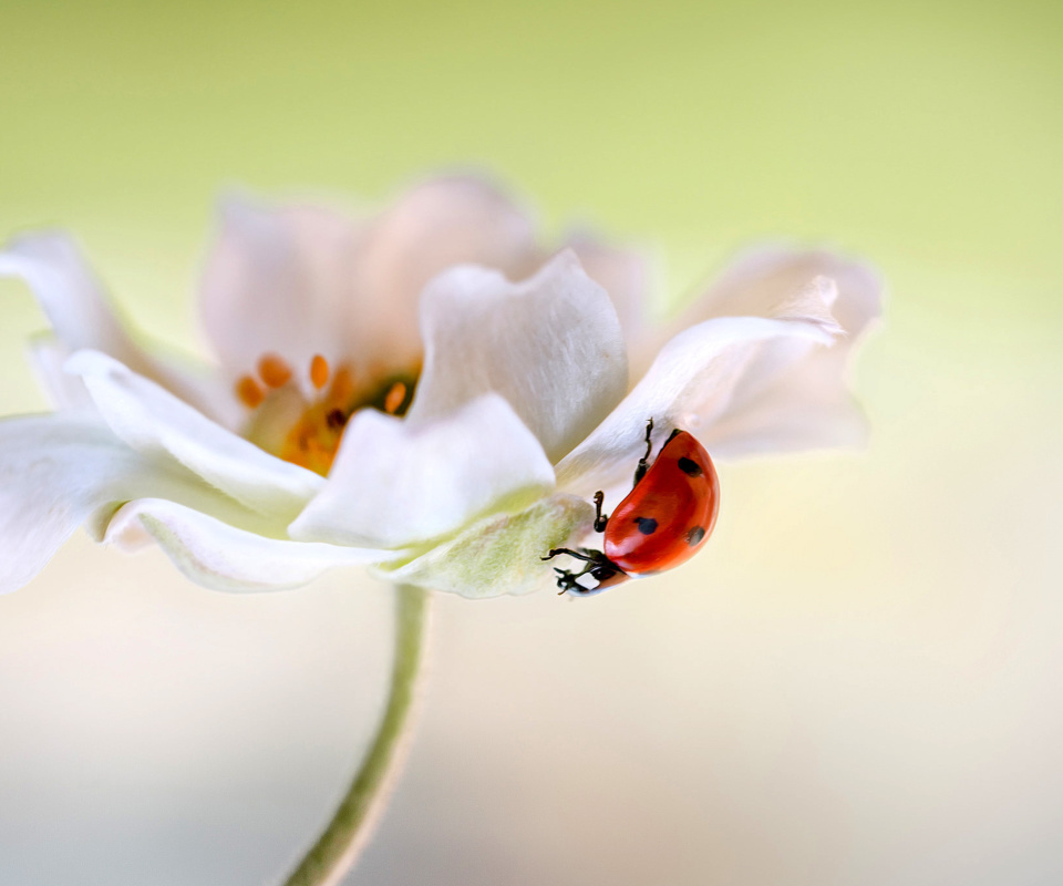 Обои Lady beetle on White Flower 960x800