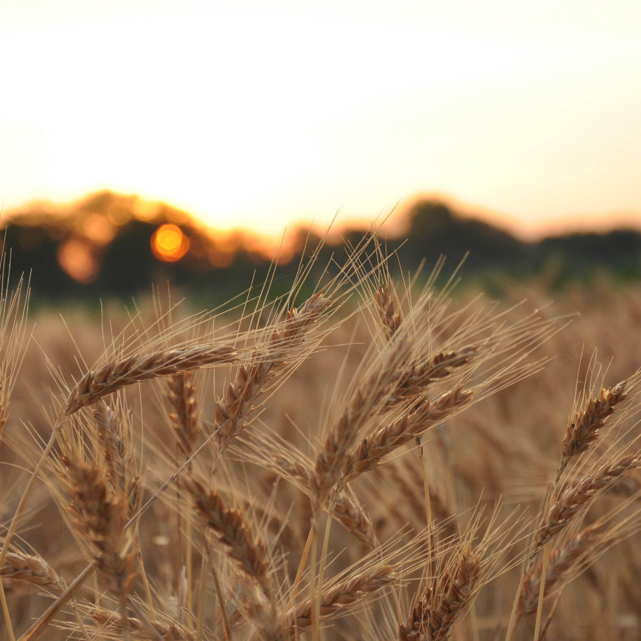 Wheat Field screenshot #1 2048x2048