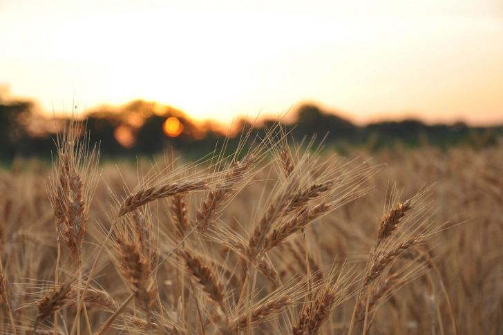Обои Wheat Field