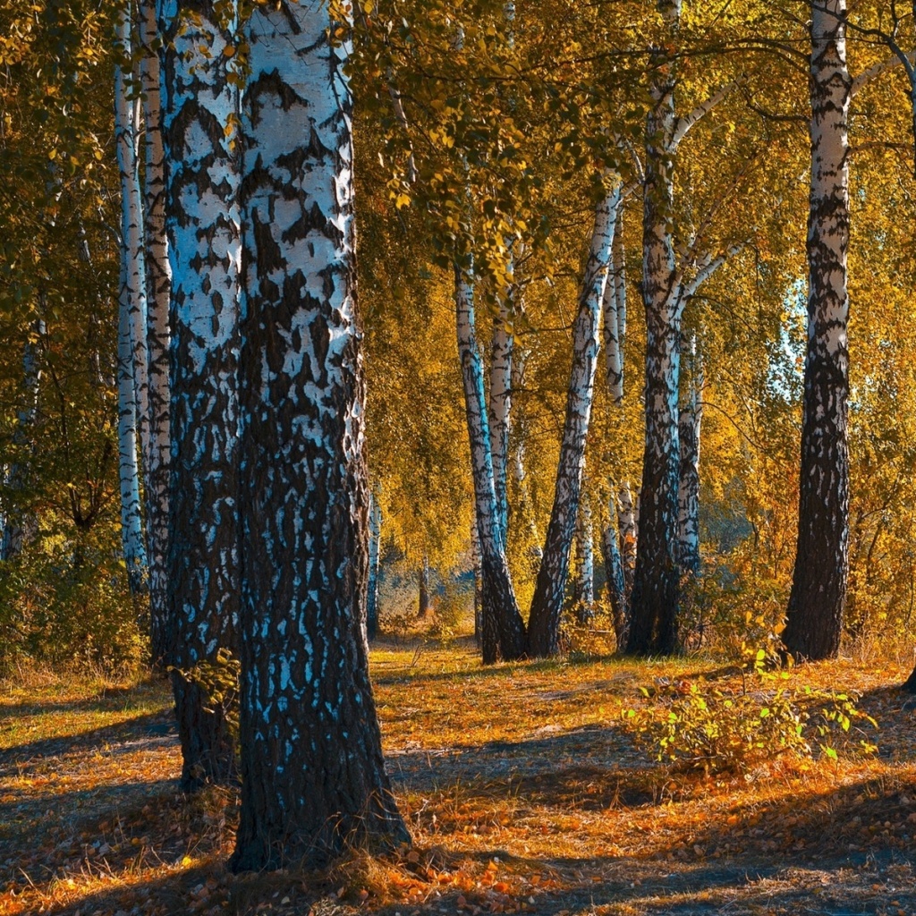 Das Russian landscape with birch trees Wallpaper 1024x1024