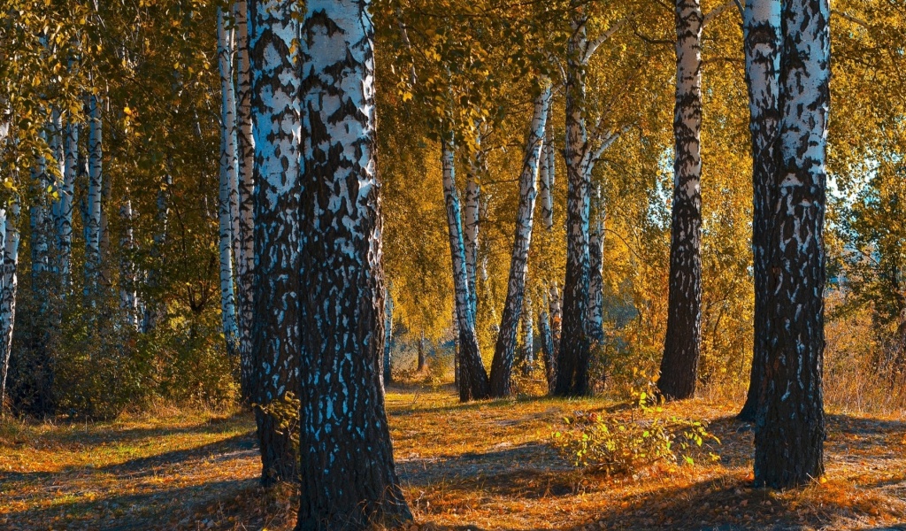 Screenshot №1 pro téma Russian landscape with birch trees 1024x600