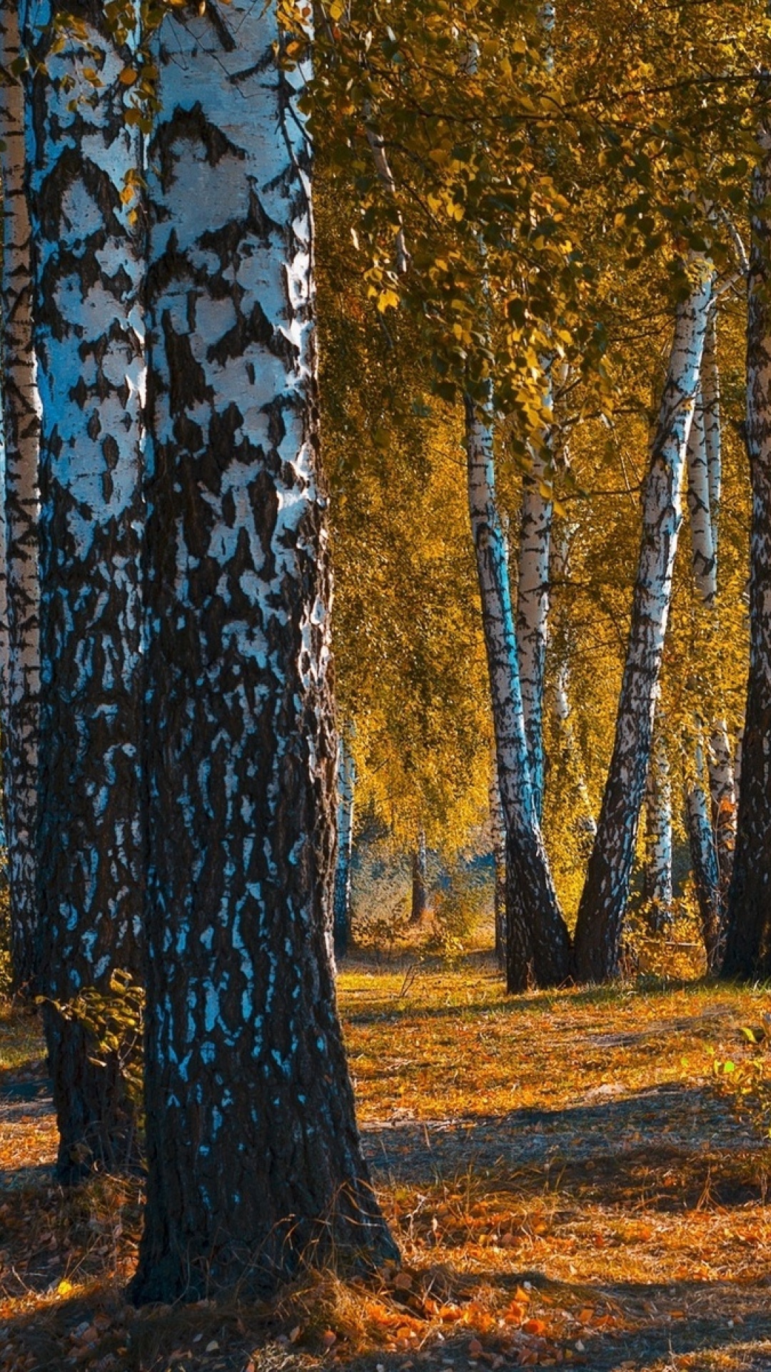 Das Russian landscape with birch trees Wallpaper 1080x1920