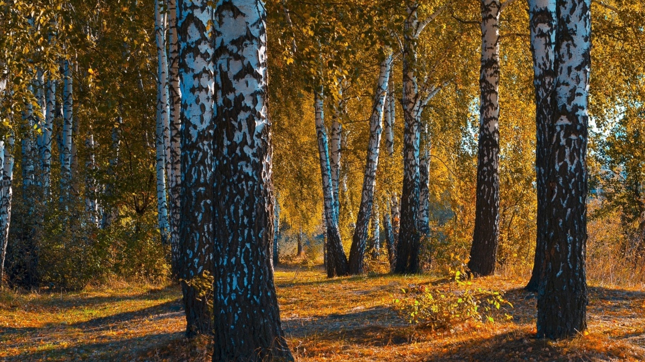 Обои Russian landscape with birch trees 1280x720