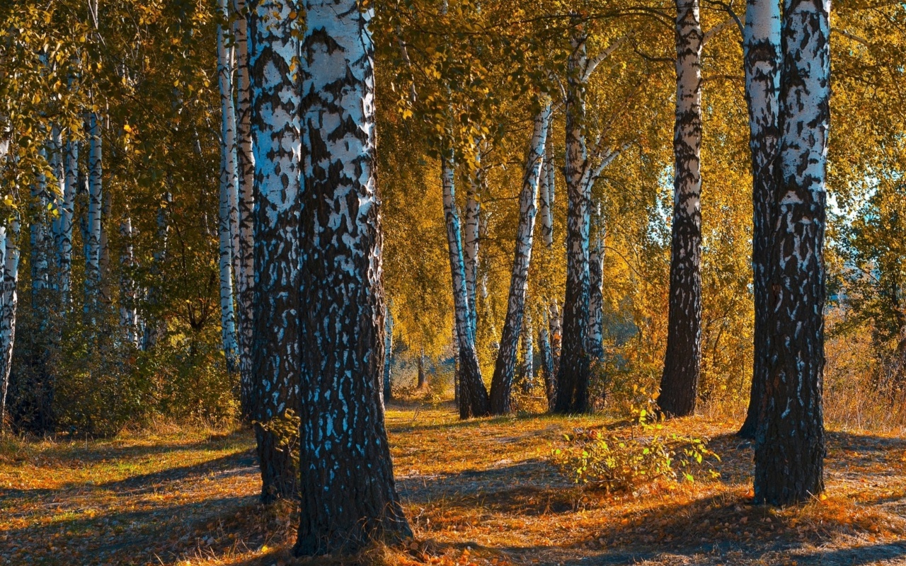 Das Russian landscape with birch trees Wallpaper 1280x800