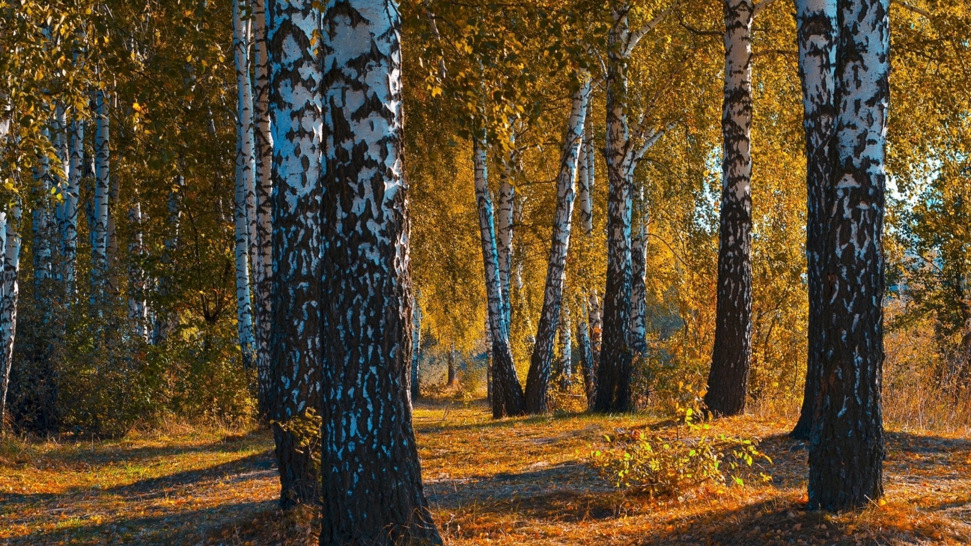 Обои Russian landscape with birch trees 1920x1080