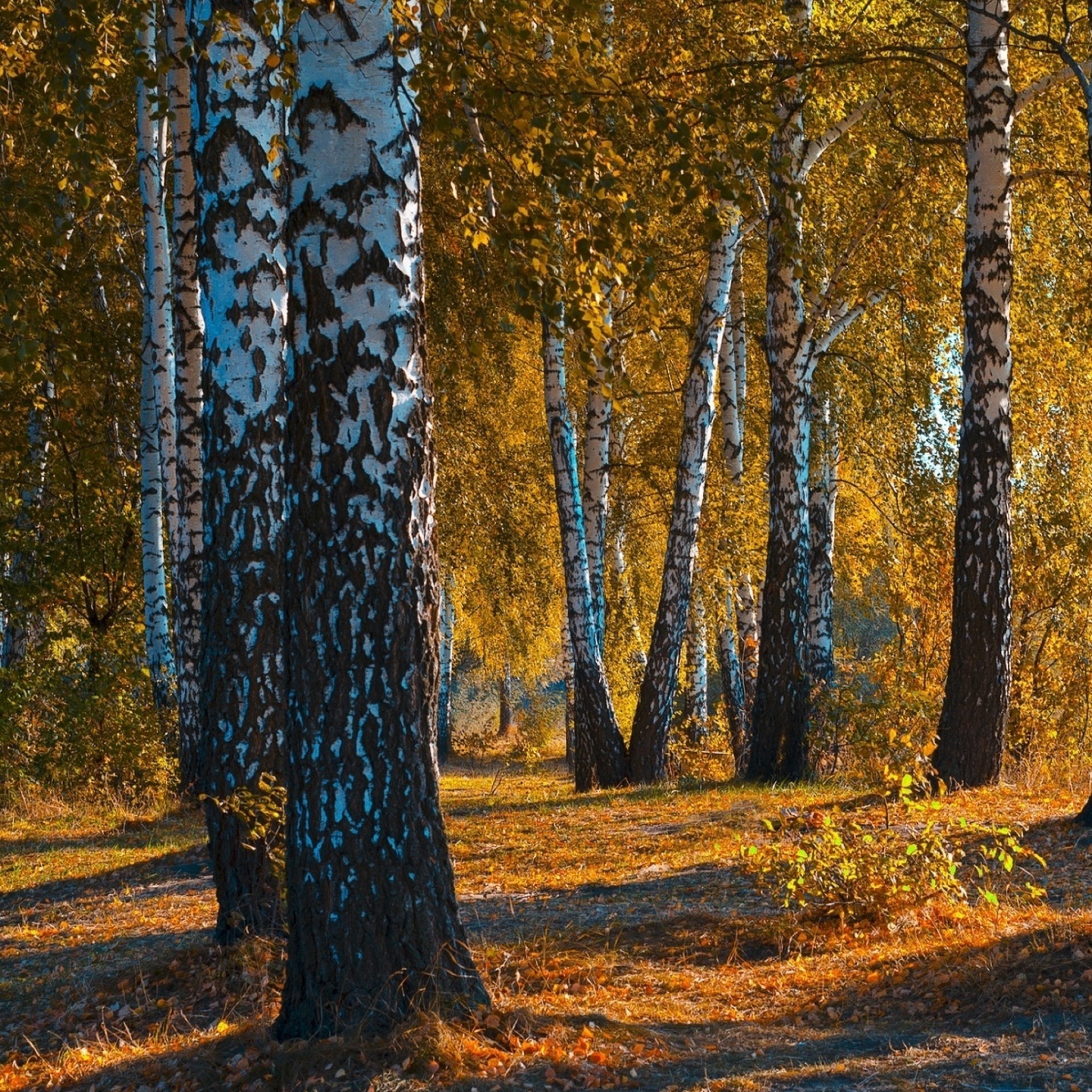 Das Russian landscape with birch trees Wallpaper 2048x2048