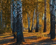 Screenshot №1 pro téma Russian landscape with birch trees 220x176