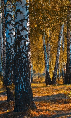 Fondo de pantalla Russian landscape with birch trees 240x400