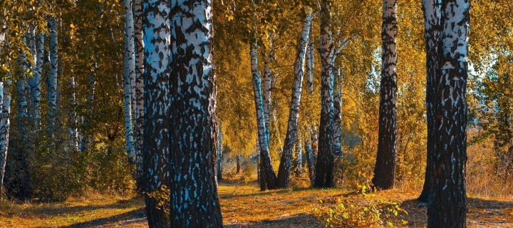 Screenshot №1 pro téma Russian landscape with birch trees 720x320