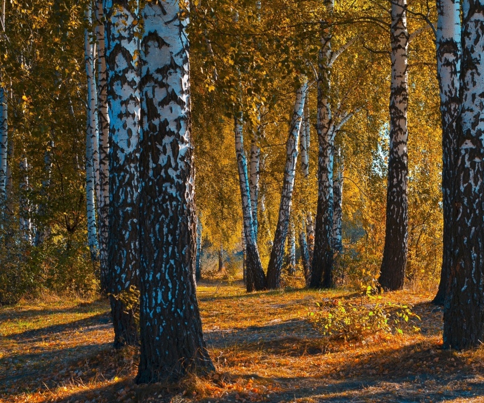 Russian landscape with birch trees wallpaper 960x800