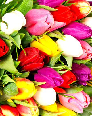 Red White Tulips - Obrázkek zdarma pro Nokia Asha 306