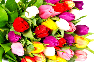 Red White Tulips sfondi gratuiti per cellulari Android, iPhone, iPad e desktop