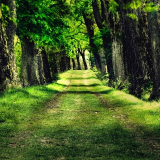 Green Path - Obrázkek zdarma pro 128x128