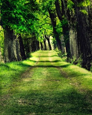 Green Path - Obrázkek zdarma pro 768x1280
