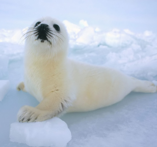 Seal Baby - Obrázkek zdarma pro iPad