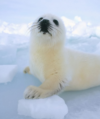 Seal Baby - Obrázkek zdarma pro iPhone 4S