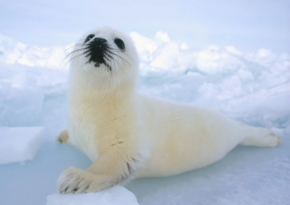 Seal Baby - Obrázkek zdarma pro HTC Wildfire