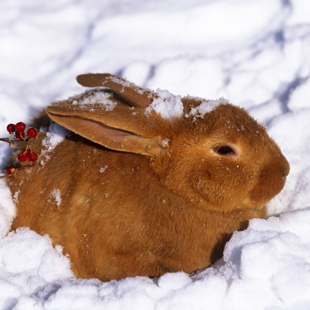 Das Rabbit in Snow Wallpaper 1024x1024