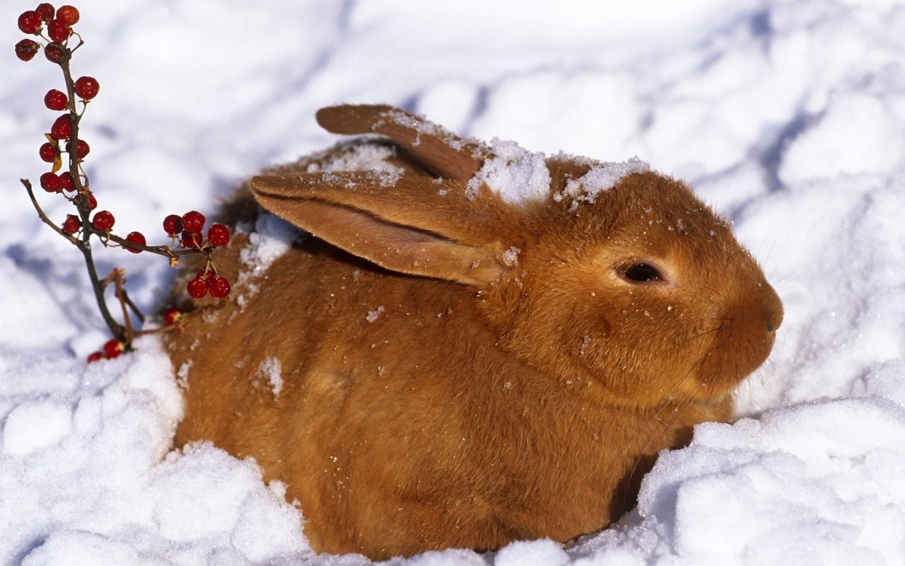 Обои Rabbit in Snow 1280x800