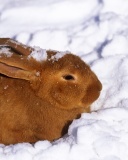 Das Rabbit in Snow Wallpaper 128x160