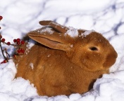 Fondo de pantalla Rabbit in Snow 176x144