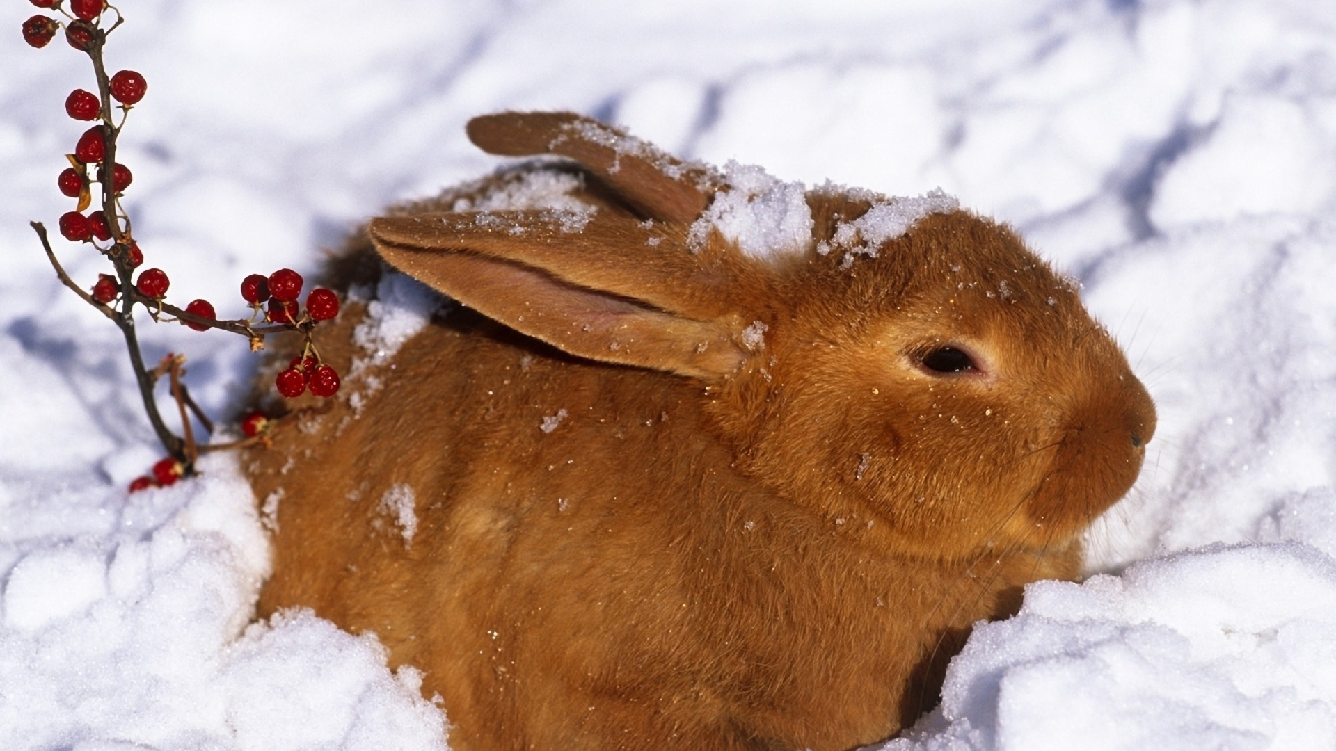 Das Rabbit in Snow Wallpaper 1920x1080