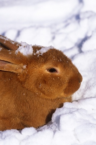 Das Rabbit in Snow Wallpaper 320x480