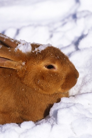 Rabbit in Snow screenshot #1 320x480