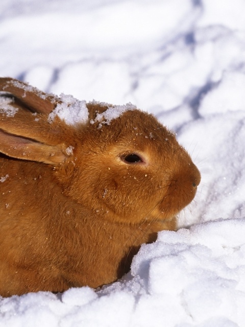 Rabbit in Snow wallpaper 480x640